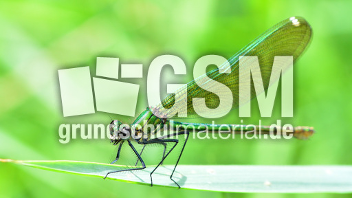 Gebänderte Prachtlibelle - Weibchen (8).jpg